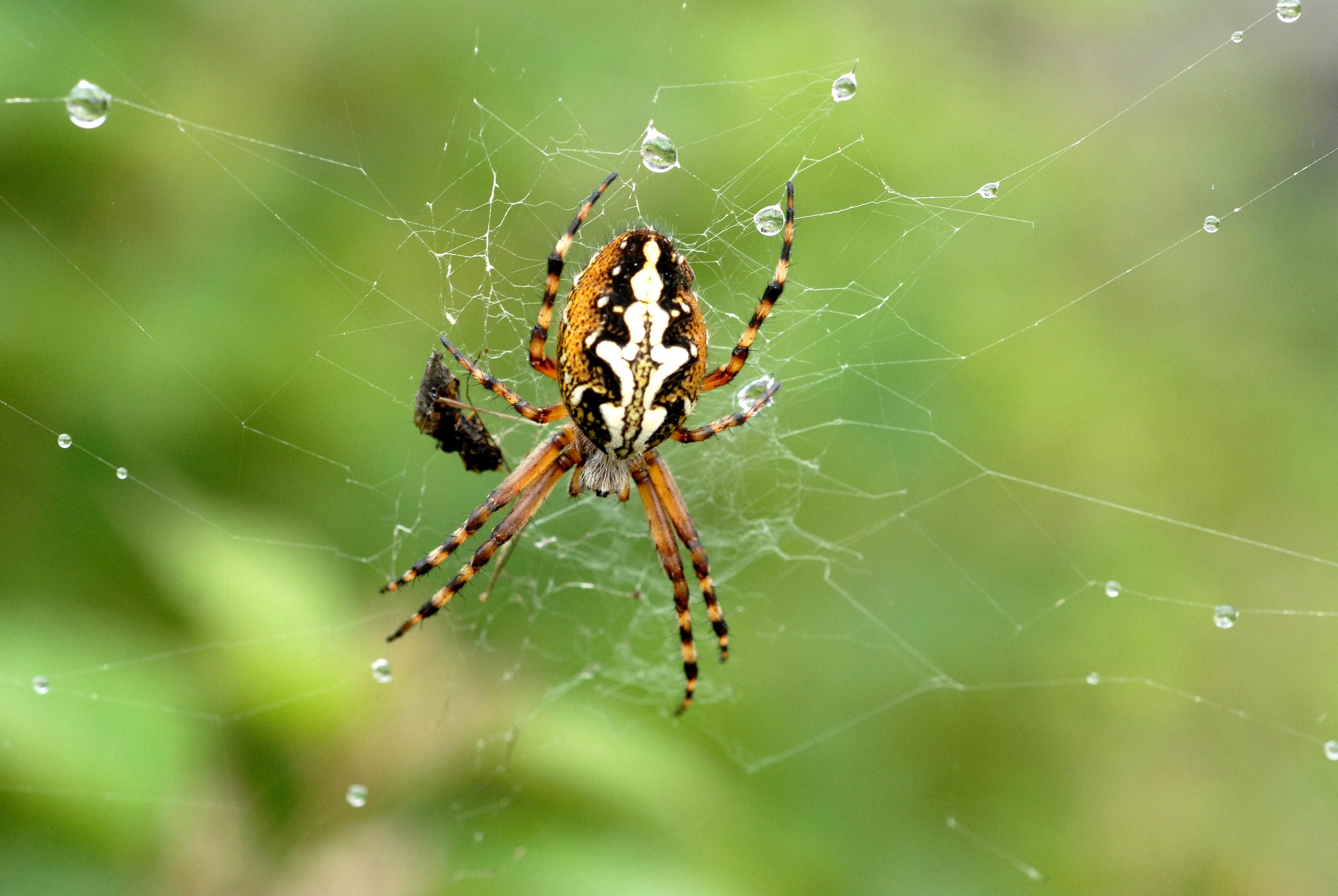 The spider in his web sewer cleaning service, plumbing services, plumbers in anniston, Residential Plumbing, Commercial Plumbing, sewer jetting service in oxford al,