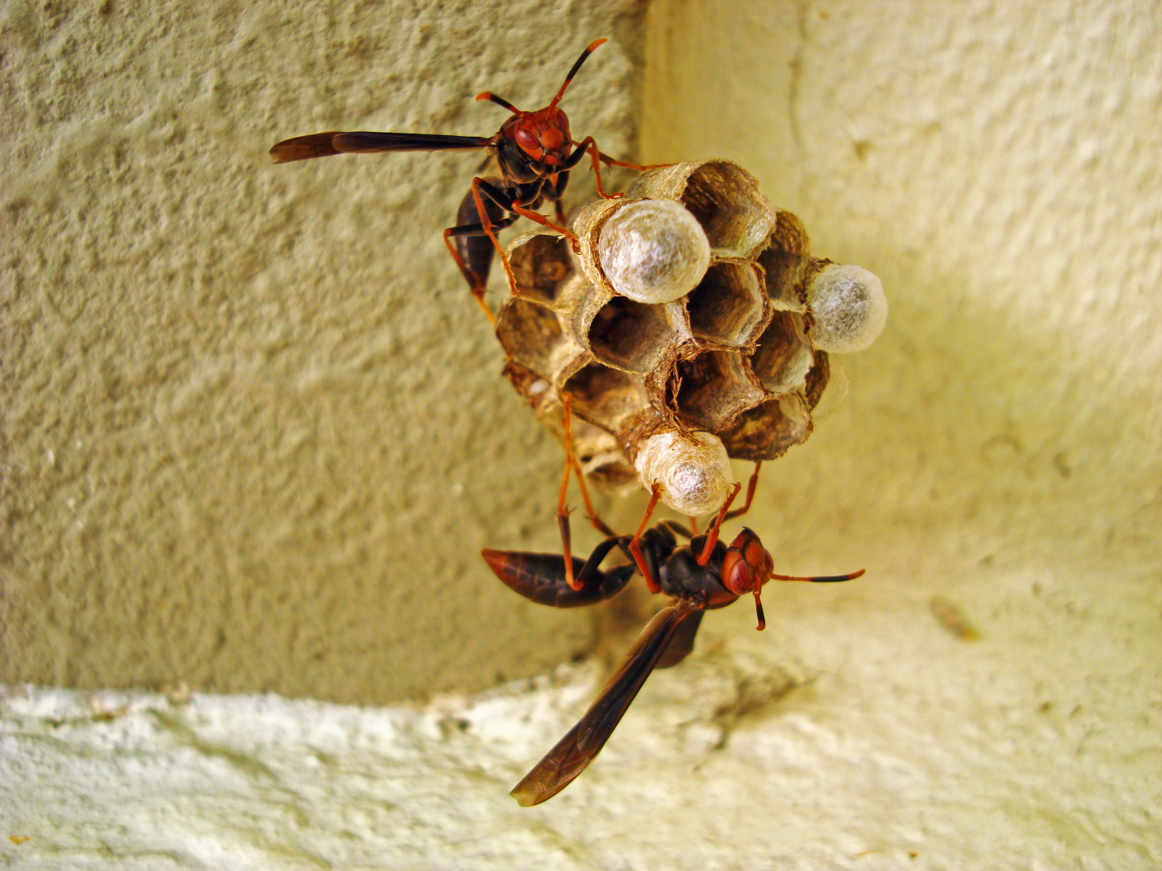 Wasps building nest sewer cleaning service, plumbing services, plumbers in anniston, Residential Plumbing, Commercial Plumbing, sewer jetting service in oxford al,